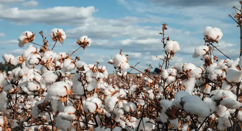 Olam Agri - Cotton